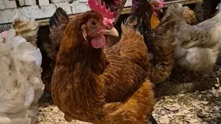 Состав комбикорма 🍲 Сменила подстилку 🌾 Собираем яйца 🥚 