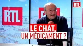 Bonnes résolutions du chat : 