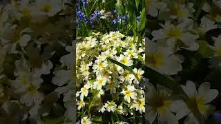 Примула обыкновенная и пролеска сибирская - Primula vulgaris & Scilla siberica 21.04.23