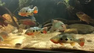 Cichla mirianae (fogo), crenicichla dandara pair, hoplarchus, temporalis, myleus setiger &ldquo;Rio xingu&rdquo;