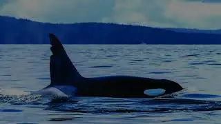 Killer Whales ( Chain Saw ) Port Alberni , canal .