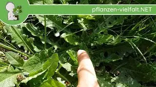 Gew. Ferkelkraut - Erste Boten - 07.05.18 (Hypochaeris radicata) - essbare Wildpflanzen Bestimmung