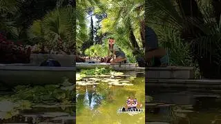 |какая красотаа🌴🦚|#quadrobics#LisyaQuadrober#LisyaInSochi#quadrober#cute#квд#