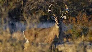 &lsquo;Ghost Deer&rsquo; investigation leads to 1,400 charges in 11 counties, Texas Parks and Wildlife says