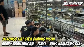 MELONGO LIAT STOK BURUNG DISINI !!! READY BRANJANGAN - PLECI - ANIS KEMBANG DLL