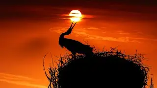 Cuckoo s Nest [NO COPYRIGHT MUSIC]