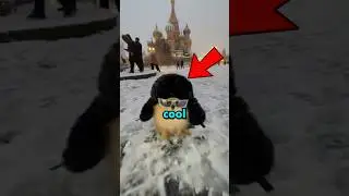 DOGS being COOL 😎