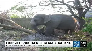 Zoo director recalls efforts to save animals during Hurricane Katrina on storm&rsquo;s 20th anniversary