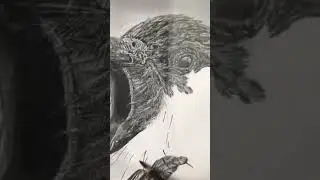Drawing a Kea bird with graphite pencils | Completed! #shorts #kea #art #drawing
