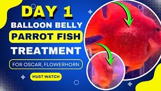 Day 1: Treatment of Balloon Belly of Parrot Fish || Blue Aquatics