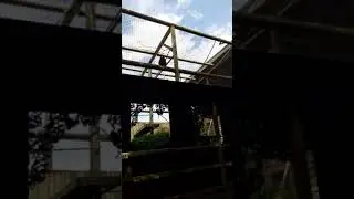 paradise Gibbons