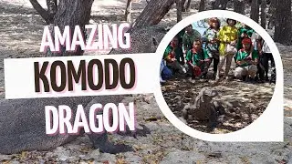 Amazing KOMODO Dragon Labuan Bajo (Original video)
