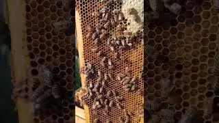 Checking a Frame of Capped and Uncapped Honey