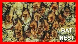 Встречайте самое большое в мире гнездо летучих мышей | Документальный