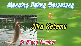 Mancing Santuy Disamperin Biang Kumpul Ikan Mas