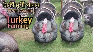 #Turkey মুৰ্গী পালন । Turkey Chicken farming । Poultry farm in Assam 
