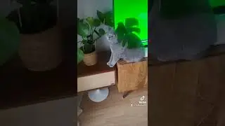 Professional attention seeker funny😺 #cats #attention #professional #funny #shorts