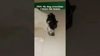 😉#dogshorts #dogfunnyvideos #dog #dogs #shorts #trending #viralvideo #funny #relatable #pets #pet