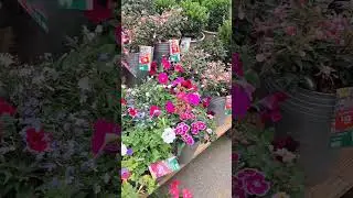 Dahlia, Geranium  and more flower plants