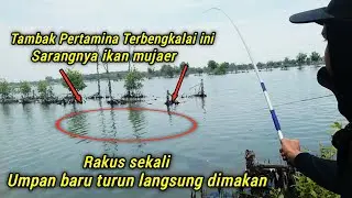 Mancing ikan mujair di tambak pertamina terbengkalai