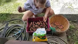 Storing my carrots in potting soil; winter food stash; easy root vegetable storage