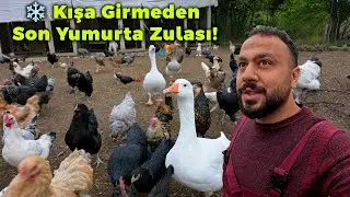 ❄️ Kışa Girmeden Son Yumurta Zulası! 🥚 - Bıldırcın Yumurtası Toplama 🐦 - Sabah Kümes Kapısı Açma