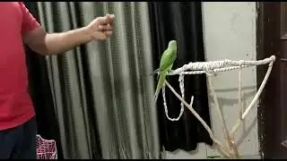 Unbelievable Free Flying Skills of My Alexandrine Parrot! 🦜.
