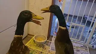 &laquo;Большая счастливая команда в помещении&raquo;🪿🪿🦆🦆🐕🐈&zwj;⬛🦦 с Гуфи Даком Джорджем и его командой в Парадайз...