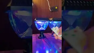Solar Gate Lights #solarlights #gardenlights #tanusuperstar #shorts #shortsfeed
