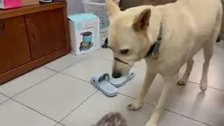Denny was scared by two Chihuahua when visiting foster mom's friend house