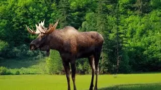 Let's study forest animals together🦝🦌🦊🐿 Interesting and informative video for children