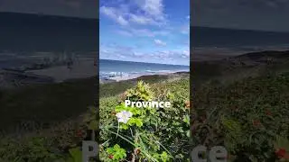 Province Zeeland. The Netherlands. Wilde roses, sand dunes and endless sea