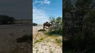Camera lenses Caught Qatar Desert camel #travel #lk #nature #visitsrilanka #srilanka #qatar #animal
