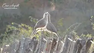 Aves del chaco