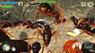 Ant Simulator 3D survival game and animal simulator Android GamePlay