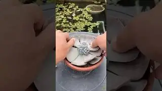 SKULENT RESTORASYONU VE &Ccedil;OĞALTMA İŞLEMİ | Bebek Skulentler #skulent #plants