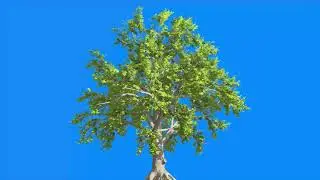 Realistic Tree Green Screen l Real Tree High Quality l HD