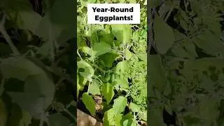 Grow Eggplants Year‑Round: Pruning + Feeding Basics #shorts