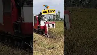 Dhan kata machine! Yanmar Mini combine harvester #harvester #shorts