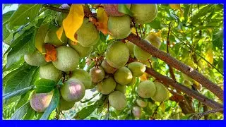 Ароматная граната Pluot Удивительная реализация