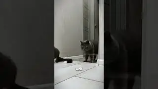 A special cat with a big heart