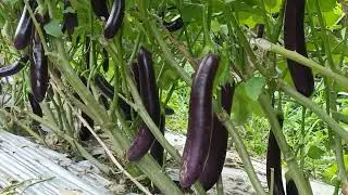 Variety ng talong na panalo sa ganda sa dami ng mga bunga sa ani at kita Ito po si  Calixtof1 