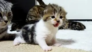 Too  Cute Cats and  Kittens videos Compilation