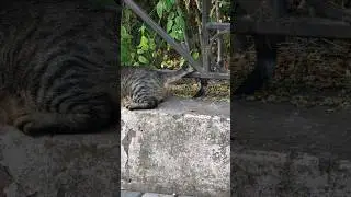 это секретный знак.  не пытайтесь разгадать :) #cat #cutecat #straycat #ilovecats #odessa