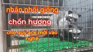 nhận phối giống CHỒN HƯƠNG cho quý ace mới vào nghề