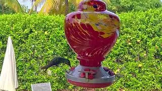 Colibri 26122024 REMIRE-MONTJOLY Guyane.