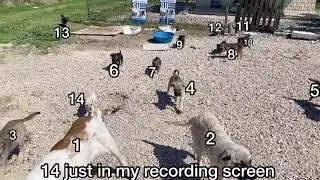 Feeding Abandoned puppies with no mother