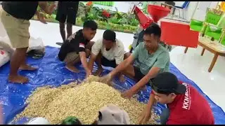 Peningkatan Nilai Tambah Dalam Pemanfaatan Tongkol Jagung sebagai Alternatif Pakan Ternak