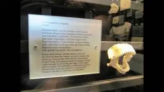 Willibaldsburg/Jura-Museum/Bastionsgarten