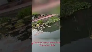 Carroll Creek Linear Park, Frederick, MD #frederick #maryland #usa #viral #trendingshorts #trending